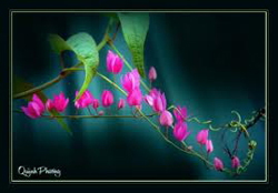 Ca sĩ Tigon Ca sĩ Tigon